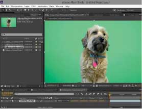 Imagen chroma de un perro